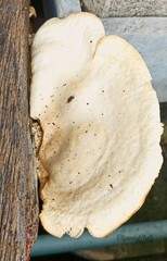 Trametes lactinea