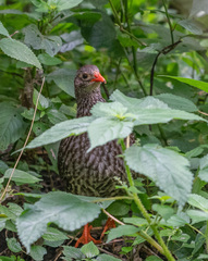 Pternistis squamatus