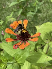 Bombus pensylvanicus