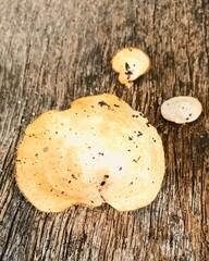 Trametes lactinea