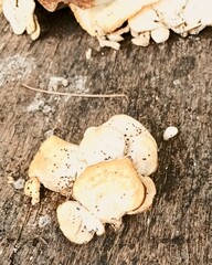 Trametes lactinea