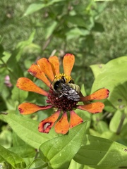 Bombus pensylvanicus
