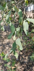 Ximenia americana microphylla