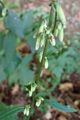 Nabalus trifoliolatus