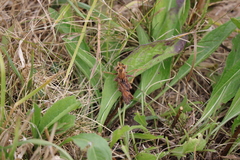 Asilus crabroniformis