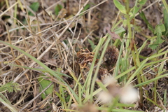 Asilus crabroniformis