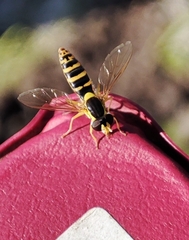 Sphaerophoria scripta