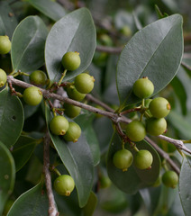 Memecylon pauciflorum