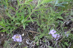 Veronica spicata