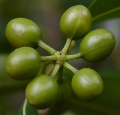 Huberantha nitidissima