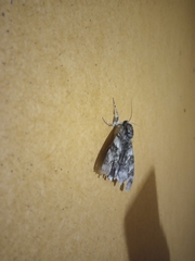 Catocala fraxini