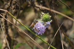 Callicera