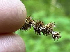 Carex projecta