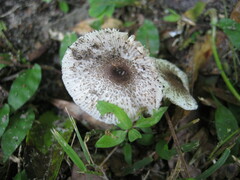 Leucoagaricus meleagris