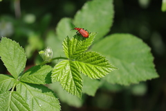 Pyrochroa serraticornis