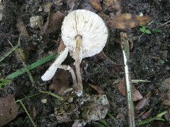 Leucoagaricus meleagris
