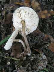 Leucoagaricus meleagris