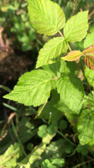 Rubus caesius