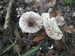 Leucoagaricus meleagris