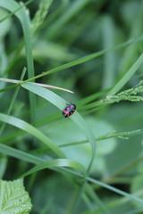 Cercopis vulnerata