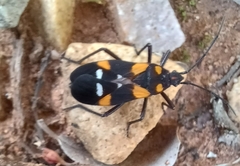 Oncopeltus famelicus