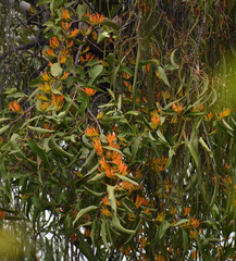 Dendrophthoe glabrescens