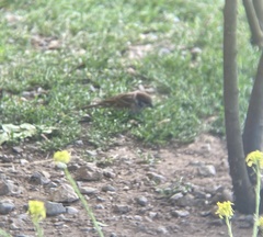 Passer montanus