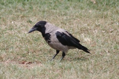 Corvus cornix