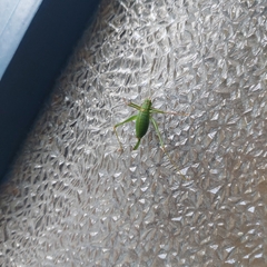 Leptophyes punctatissima