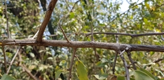 Ximenia americana microphylla