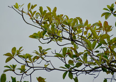 Terminalia melanocarpa