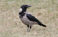 Corvus cornix