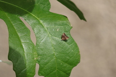 Choreutis