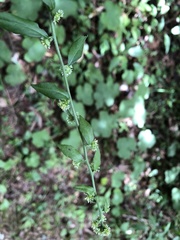 Rhynchospermum verticillatum
