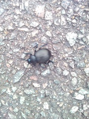 Timarcha tenebricosa