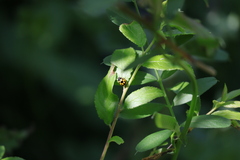 Propylea quatuordecimpunctata
