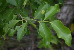 Celtis paniculata