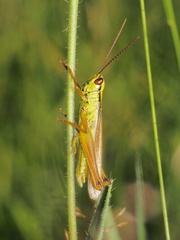Mecostethus parapleurus