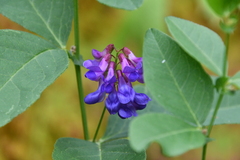 Vicia unijuga