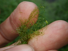 Hydrodictyon reticulatum