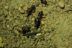 Macrotermes carbonarius
