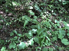 Rhynchospermum verticillatum