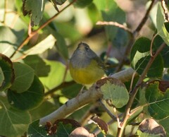 Geothlypis tolmiei
