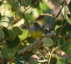 Geothlypis tolmiei