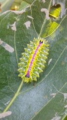 Zygaenoidea