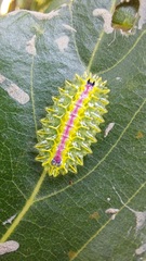 Zygaenoidea