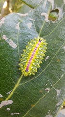 Zygaenoidea