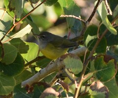 Geothlypis tolmiei