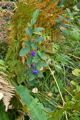 Vicia unijuga