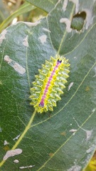 Zygaenoidea